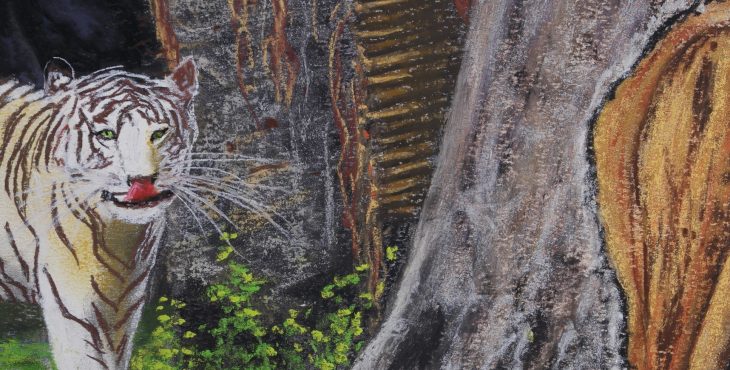 White Tiger of Chiang Mai. 21 Dec 2018 .הגיע יומו של הנמר הלבן של ציאנג מאי
